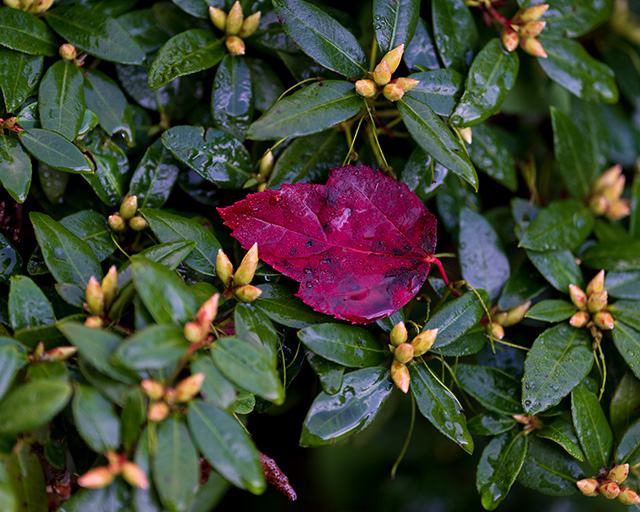 Sony FE 70-200mm f/2.8 GM OSS II Review: Hands-on Review -- Gallery Image