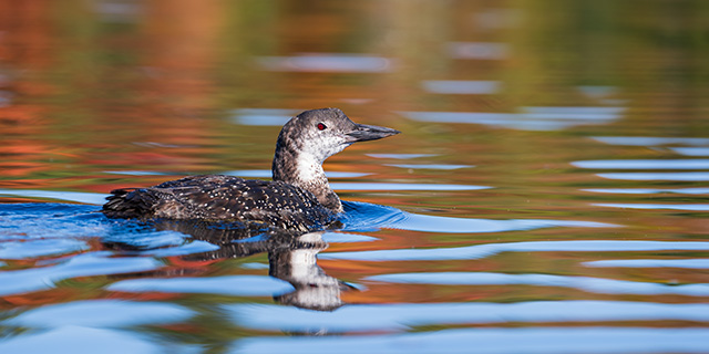 Sony FE 70-200mm f/2.8 GM OSS II Review: Hands-on Review -- Gallery Image