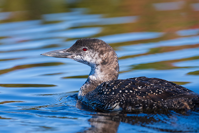 Sony FE 70-200mm f/2.8 GM OSS II Review: Hands-on Review -- Gallery Image