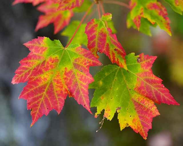 Sony FE 70-200mm f/2.8 GM OSS II Review: Hands-on Review -- Gallery Image