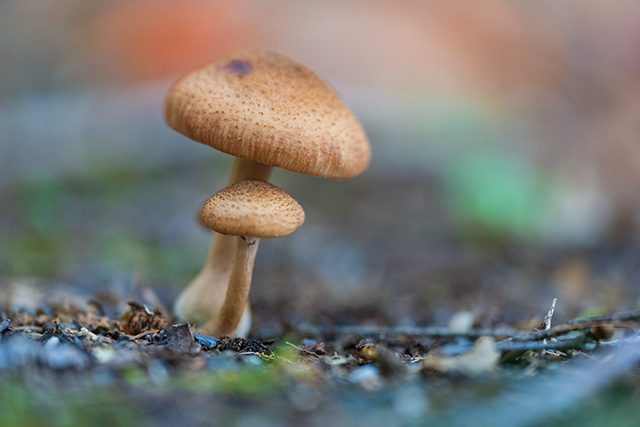 Sony FE 70-200mm f/2.8 GM OSS II Review: Hands-on Review -- Gallery Image