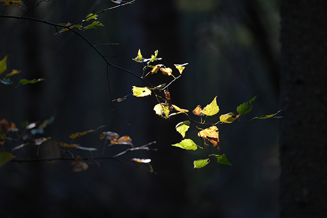 Sony FE 70-200mm f/2.8 GM OSS II Review: Hands-on Review -- Gallery Image