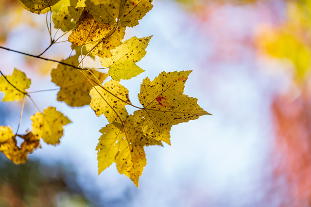 Sony FE 70-200mm f/2.8 GM OSS II Review: Hands-on Review -- Gallery Image