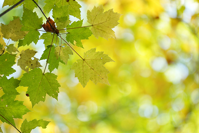 Sony FE 70-200mm f/2.8 GM OSS II Review: Hands-on Review -- Gallery Image