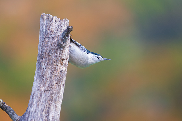 Sony FE 70-200mm f/2.8 GM OSS II Review: Hands-on Review -- Gallery Image