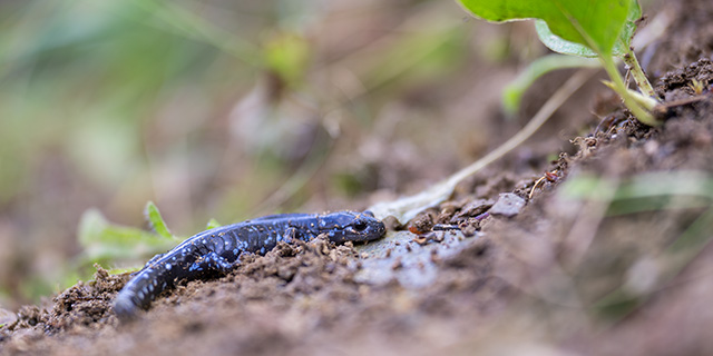 Sony FE 70-200mm f/2.8 GM OSS II Review: Hands-on Review -- Gallery Image