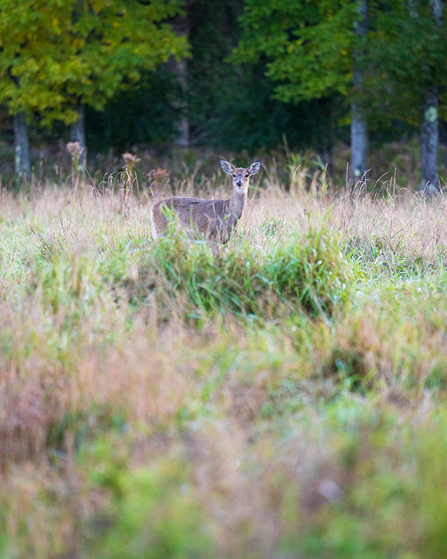 Sony FE 70-200mm f/2.8 GM OSS II Review: Hands-on Review -- Gallery Image