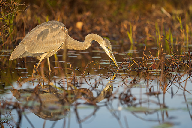 Sony FE 70-200mm f/2.8 GM OSS II Review: Hands-on Review -- Gallery Image