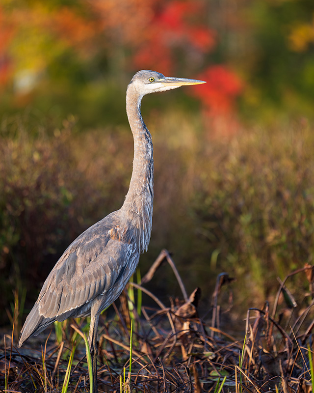 Sony FE 70-200mm f/2.8 GM OSS II Review: Hands-on Review -- Gallery Image