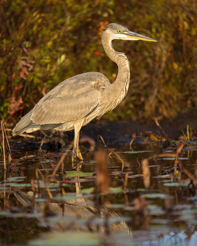 Sony FE 70-200mm f/2.8 GM OSS II Review: Hands-on Review -- Gallery Image