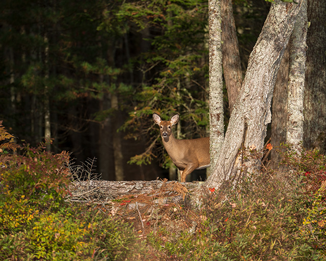 Sony FE 70-200mm f/2.8 GM OSS II Review: Hands-on Review -- Gallery Image