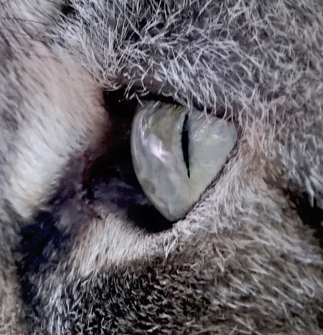 Sony 70-300mm G Review - Sample gallery