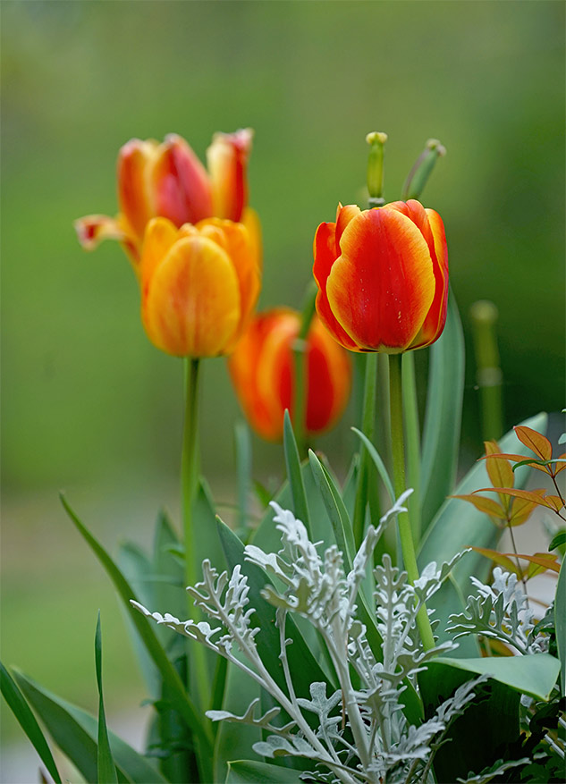 Sony 70-300mm G Review - Sample gallery