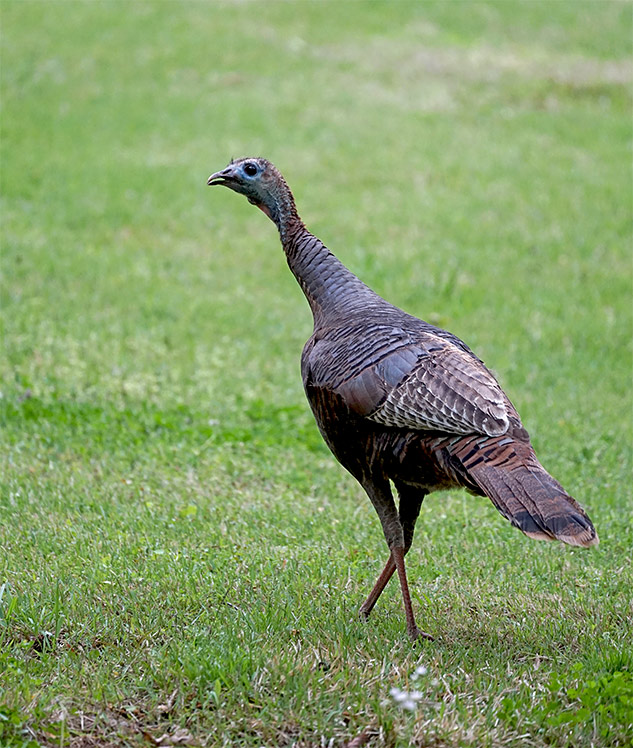 Sony 70-300mm G Review - Sample gallery