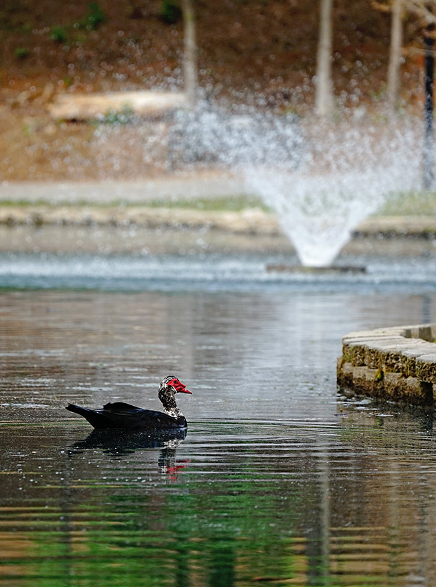 Sony 70-300mm G Review - Sample gallery