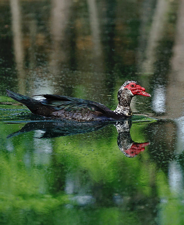 Sony 70-300mm G Review - Sample gallery