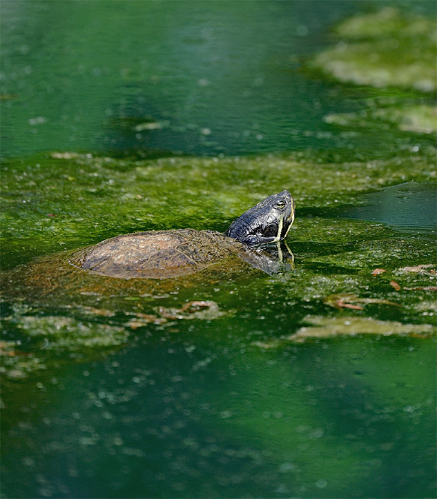 Sony 70-300mm G Review - Sample gallery