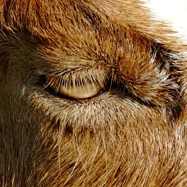 Sony 70-300mm G Review - Sample gallery