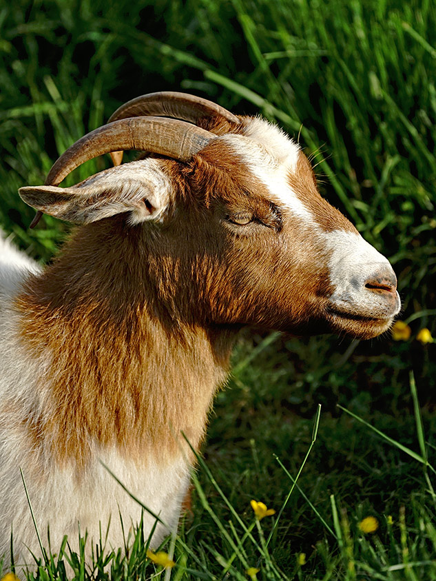 Sony 70-300mm G Review - Sample gallery