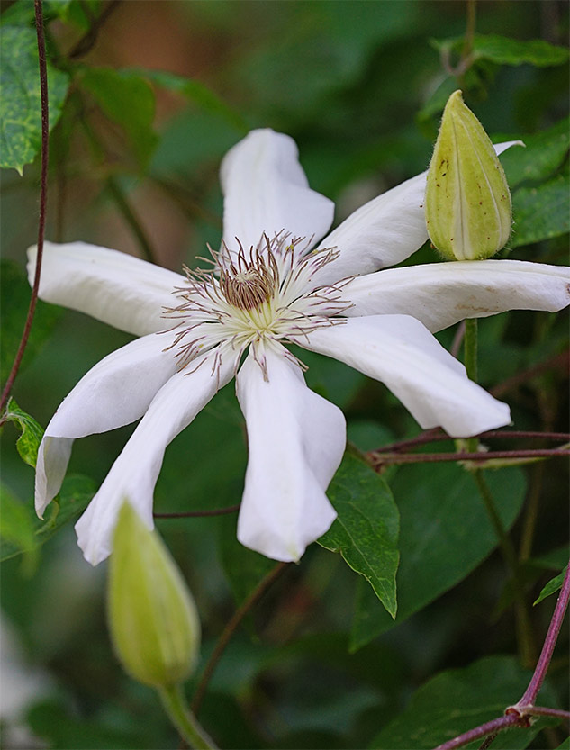 Sony 70-300mm G Review - Sample gallery