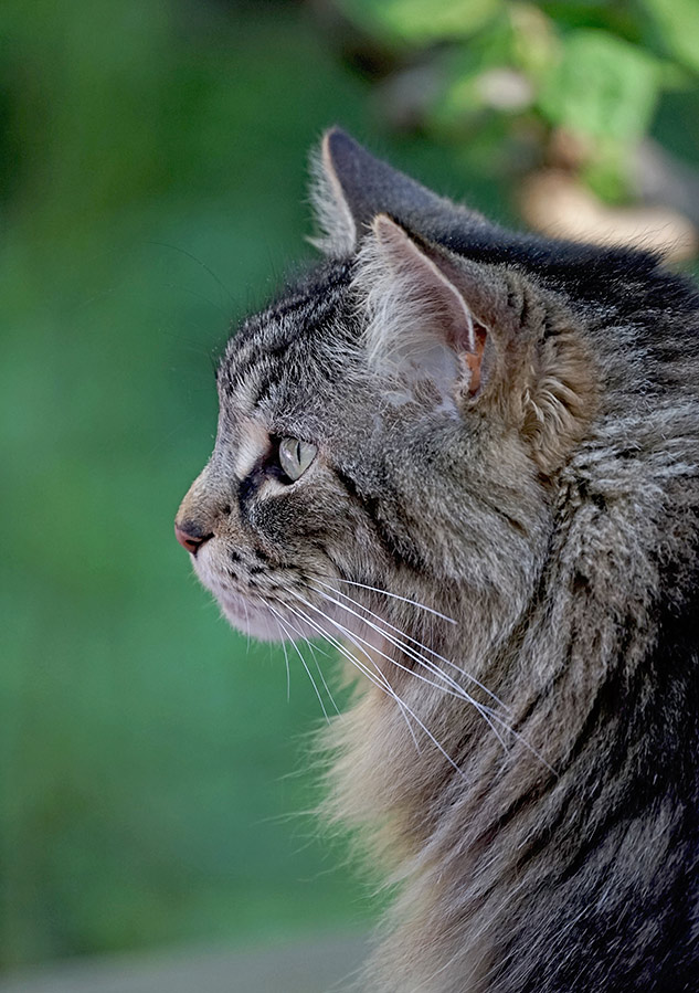 Sony 70-300mm G Review - Sample gallery