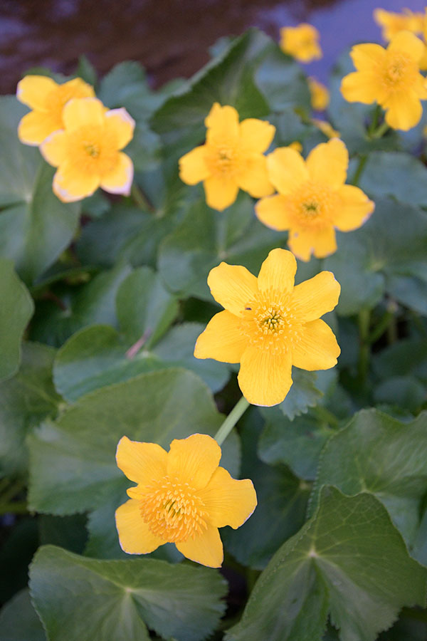 Tamron 10-24mm f/3.5-4.5 Di II VC HLD Review: Field Test -- Gallery Image