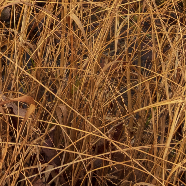 Tamron 15-30mm f/2.8 Di VC USD G2 Review: Field Test -- Gallery Image