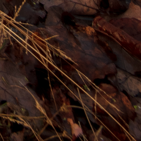 Tamron 15-30mm f/2.8 Di VC USD G2 Review: Field Test -- Gallery Image