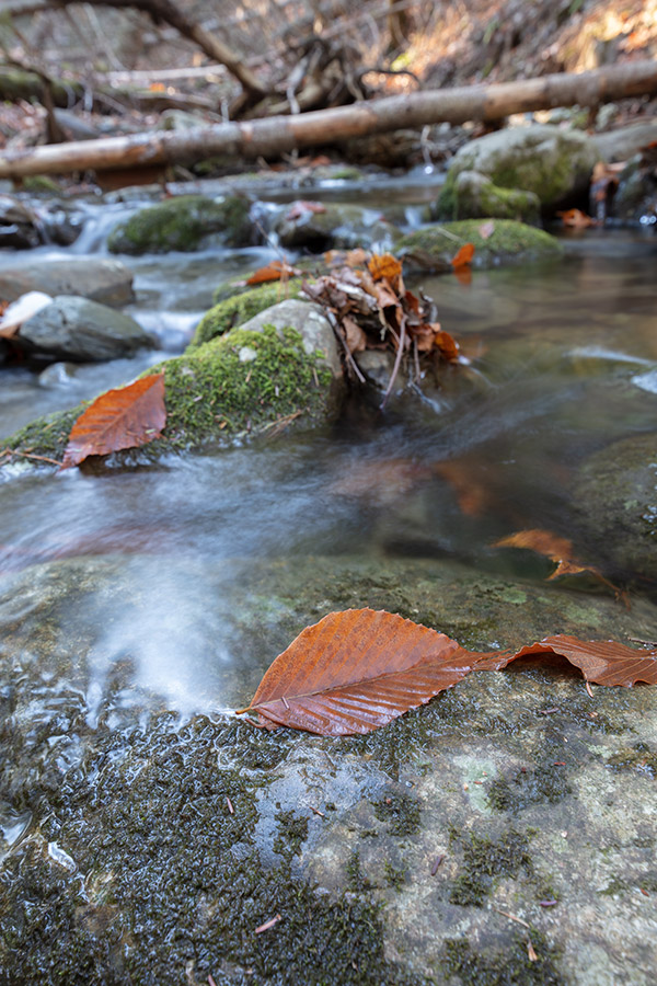 Tamron 15-30mm f/2.8 Di VC USD G2 Review: Field Test -- Gallery Image