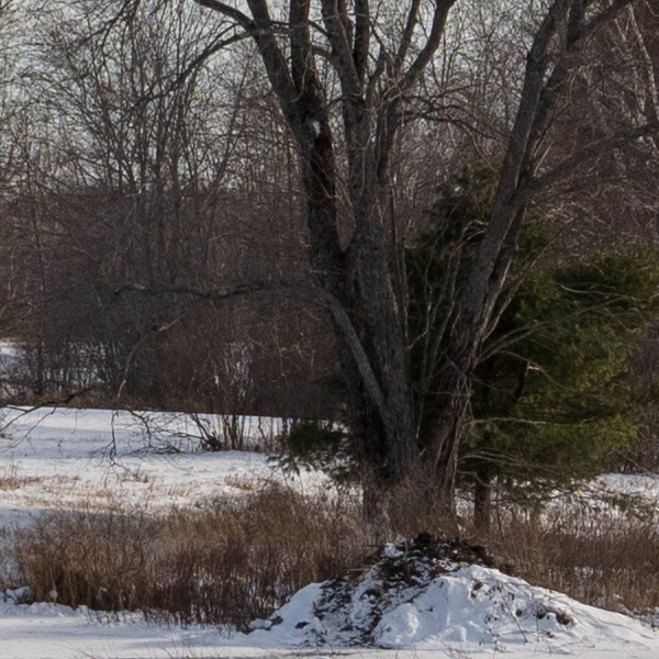 Tamron 15-30mm f/2.8 Di VC USD G2 Review: Field Test -- Gallery Image