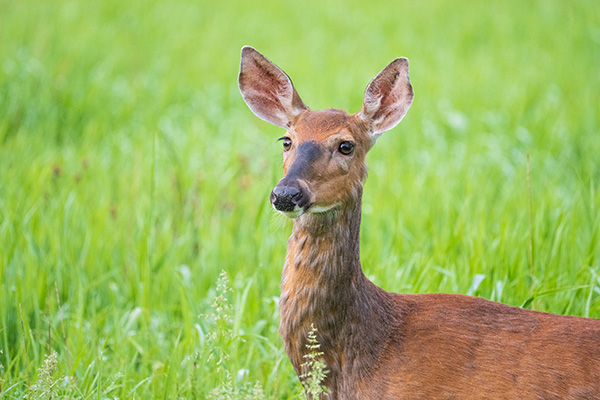 Tamron 150-500mm f/5-6.7 Di III VC VXD Review: Field Test -- Gallery Image