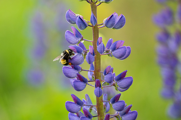 Tamron 150-500mm f/5-6.7 Di III VC VXD Review: Field Test -- Gallery Image