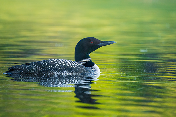 Tamron 150-500mm f/5-6.7 Di III VC VXD Review: Field Test -- Gallery Image