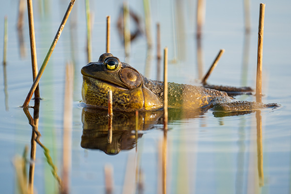 Tamron 150-500mm f/5-6.7 Di III VC VXD Review: Field Test -- Gallery Image