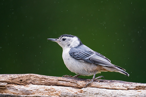 Tamron 150-500mm f/5-6.7 Di III VC VXD Review: Field Test -- Gallery Image