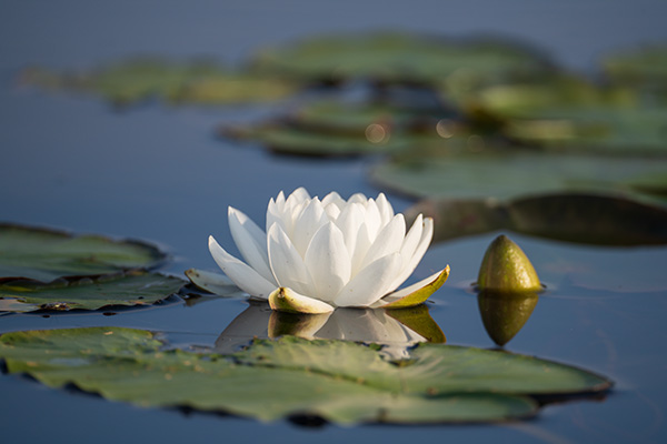 Tamron 150-500mm f/5-6.7 Di III VC VXD Review: Field Test -- Gallery Image