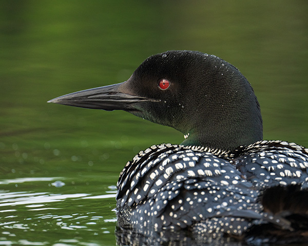 Tamron 150-500mm f/5-6.7 Di III VC VXD Review: Field Test -- Gallery Image