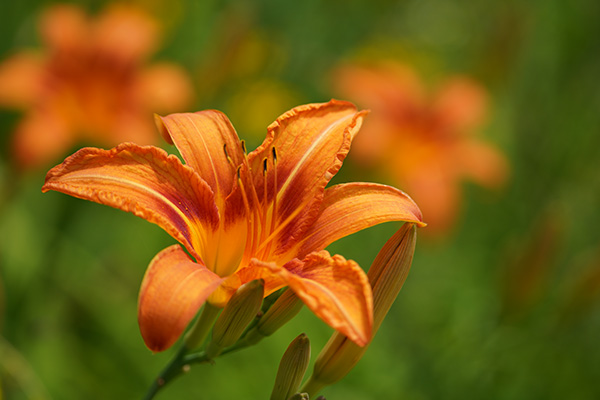 Tamron 150-500mm f/5-6.7 Di III VC VXD Review: Field Test -- Gallery Image