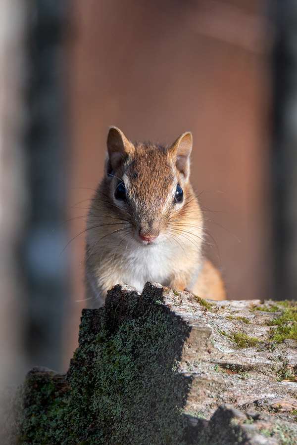 Tamron 150-600mm f/5-6.3 Di VC USD G2 Review: Field Test -- Gallery Image