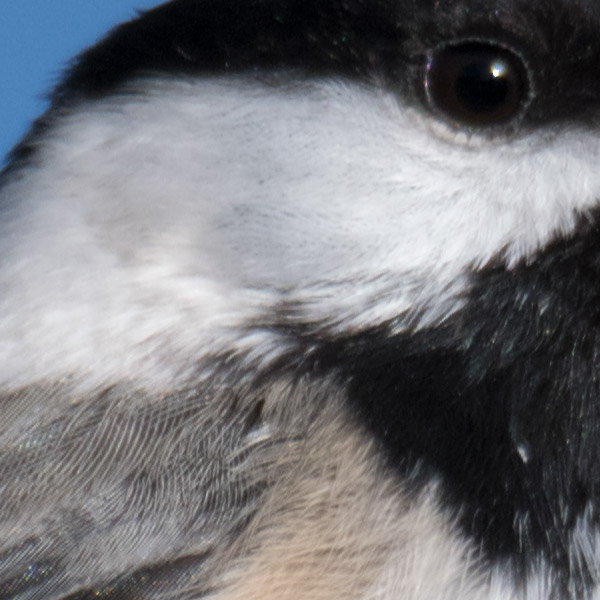 Tamron 150-600mm f/5-6.3 Di VC USD G2 Review: Field Test -- Gallery Image