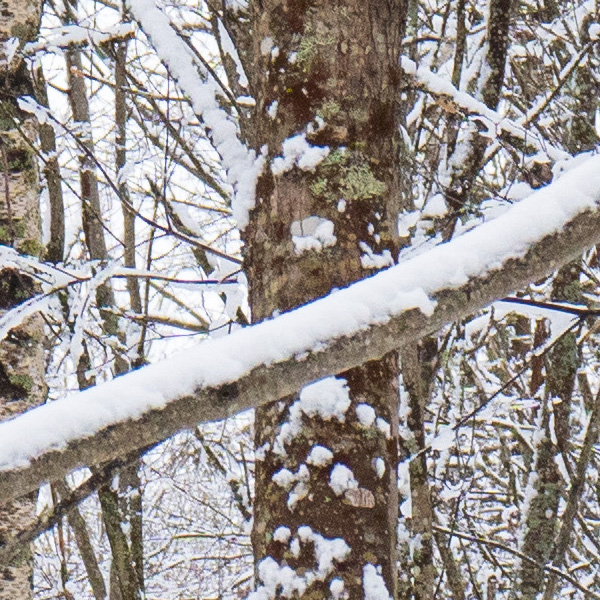 Tamron 17-70mm f/2.8 Di III-A VC RXD Review: Field Test -- Gallery Image