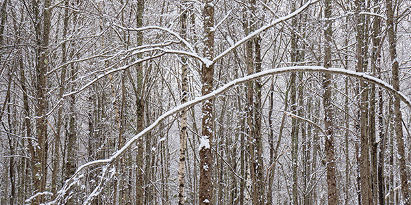 Tamron 17-70mm f/2.8 Di III-A VC RXD Review: Field Test -- Gallery Image