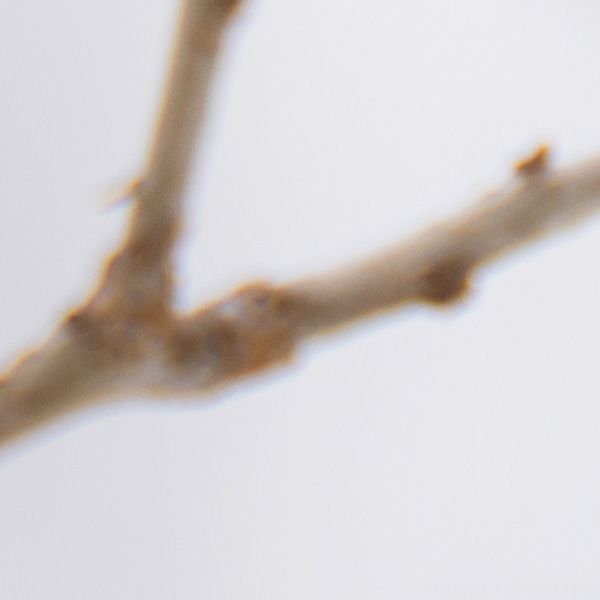 Tamron 17-70mm f/2.8 Di III-A VC RXD Review: Field Test -- Gallery Image