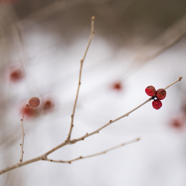 Tamron 17-70mm f/2.8 Di III-A VC RXD Review: Field Test -- Gallery Image