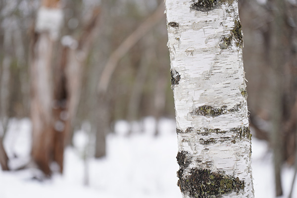 Tamron 17-70mm f/2.8 Di III-A VC RXD Review: Field Test -- Gallery Image