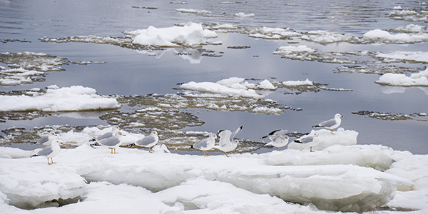 Tamron 17-70mm f/2.8 Di III-A VC RXD Review: Field Test -- Gallery Image