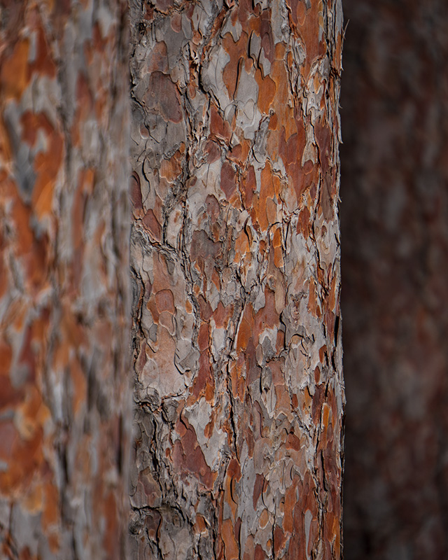 Tamron 18-300mm F3.5-6.3 VC VXD Review -- Gallery Image