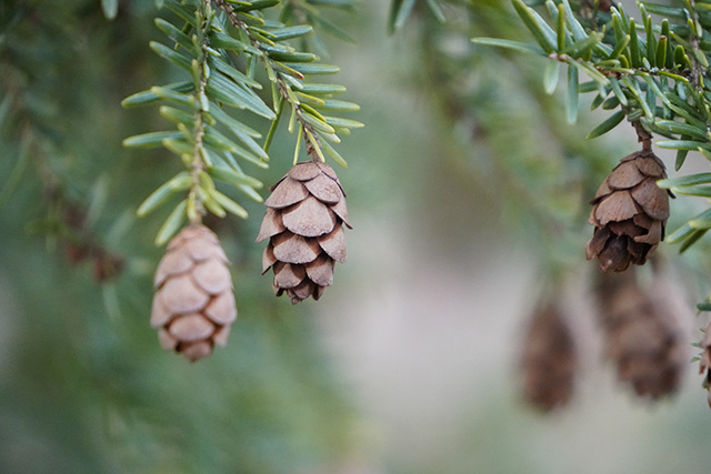 Tamron 18-300mm F3.5-6.3 VC VXD Review -- Gallery Image