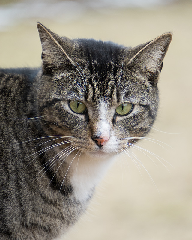 Tamron 18-300mm F3.5-6.3 VC VXD Review -- Gallery Image