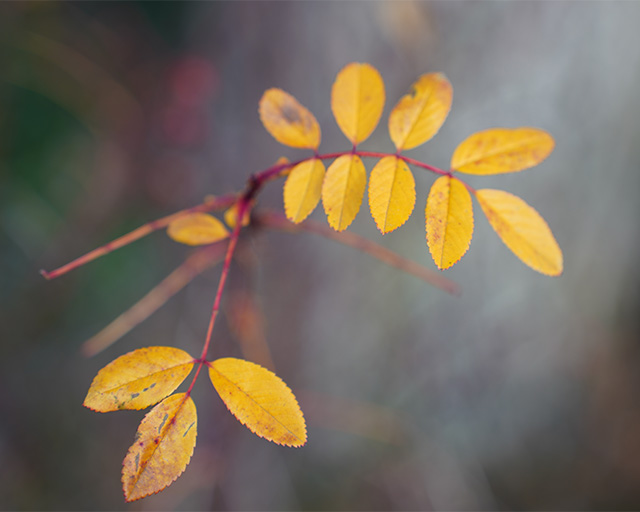 Tamron 28-75mm F2.8 Di III VXD Review -- Gallery Image